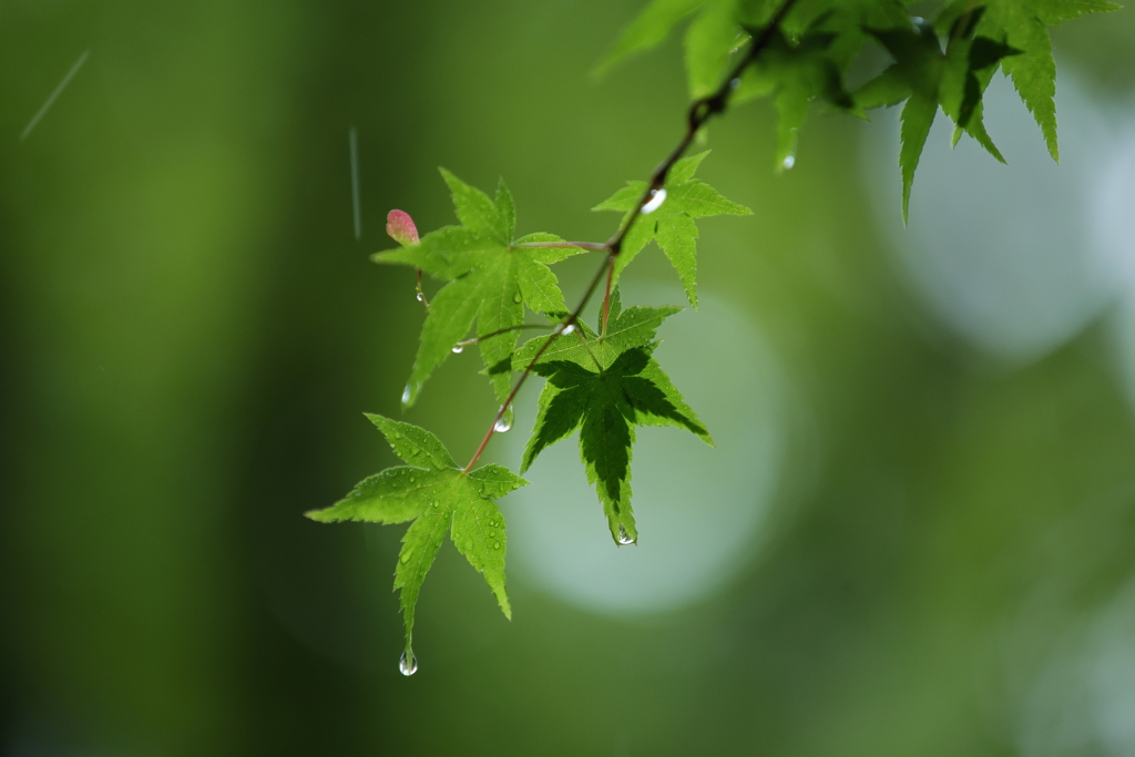 雨ん中②