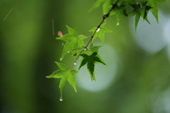 雨ん中②