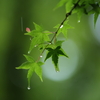 雨ん中②