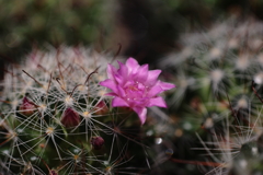 サボテンの花