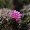 サボテンの花