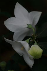 静寂の白い花