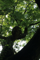 森で舞う