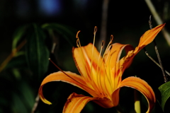 花の色はオレンジ