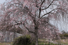 平和公園　枝垂れ桜①