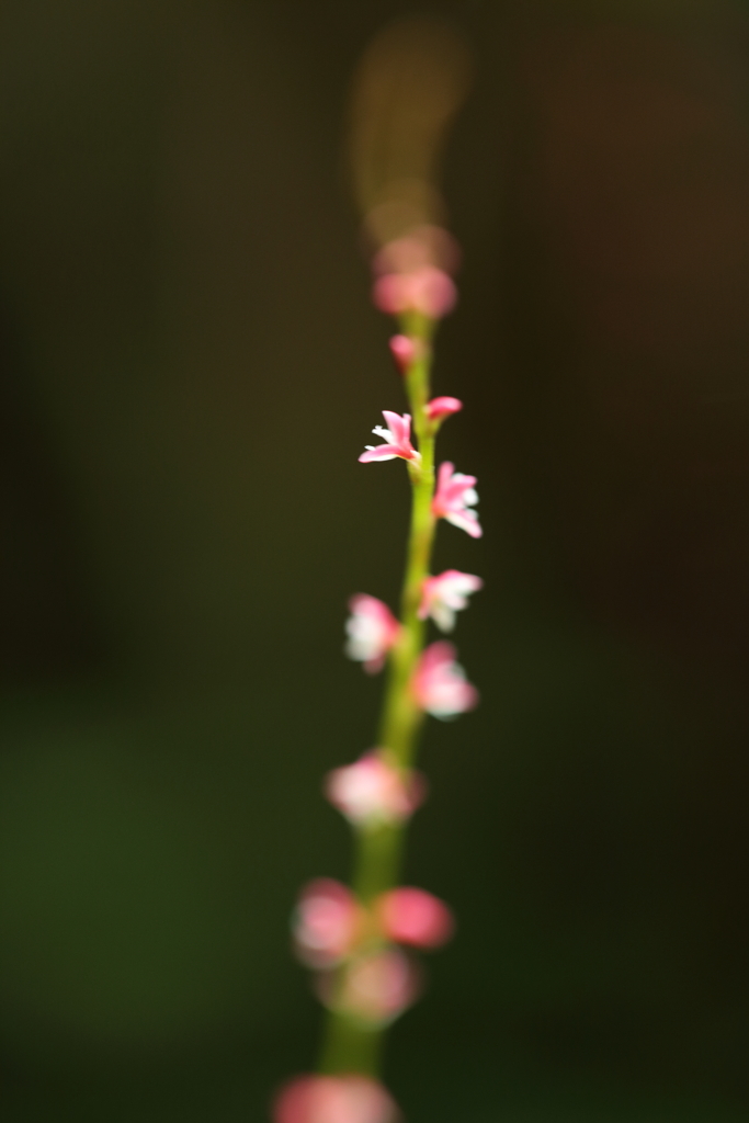 ちいさなちいさなお花