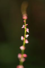 ちいさなちいさなお花