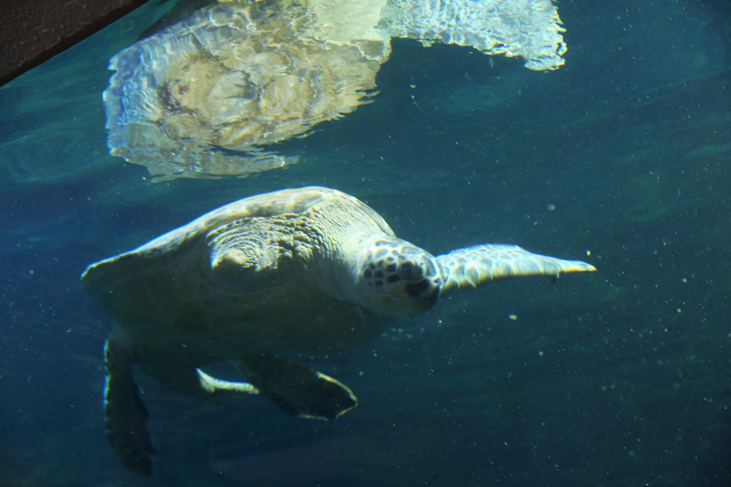 おたる水族館へ行って来た①