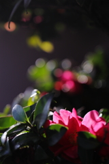 朝日に照らされて①