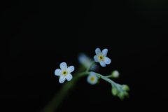 直径3mmの小さな花