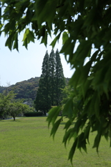 今年初の真夏日②