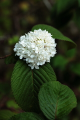 葉脈と白い花の対比