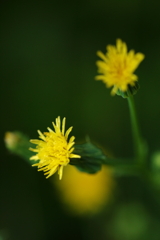 黄色くて小さな花