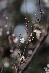 梅は咲いたか 桜はまだかいな ～♪②