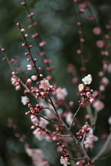 梅は咲いたか 桜はまだかいな ～♪①