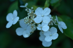 山の紫陽花はこれから