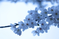 蒼天②