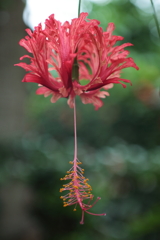 素敵な花を見つけた