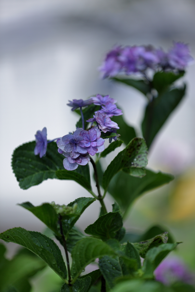6月の締めはやっぱり紫陽花①