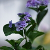 6月の締めはやっぱり紫陽花①