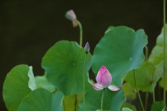 開花目前、そして
