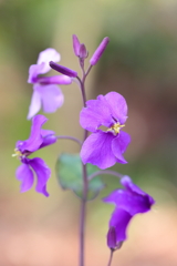 ふんわりとした紫色の花