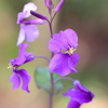 ふんわりとした紫色の花
