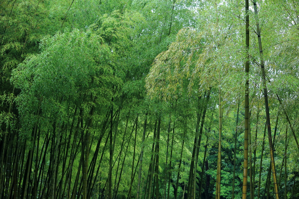 竹林