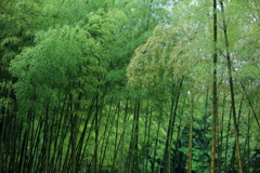 竹林