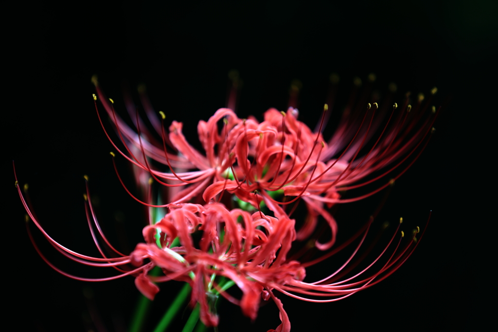 「天界に咲く花」