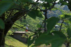 葉の隙間から②