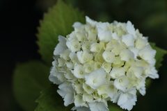 「紫陽花はこれからだね」