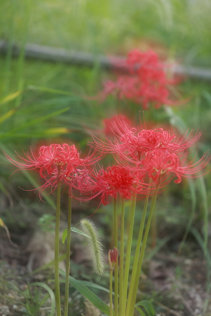 赤い彼岸花