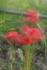 赤い彼岸花