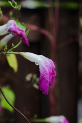 雨の日の紫