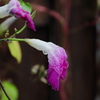 雨の日の紫