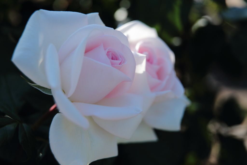 食べたくなるような薔薇