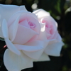 食べたくなるような薔薇