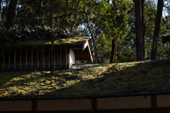 屋根、苔のむすままに②