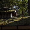 屋根、苔のむすままに②