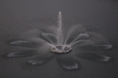 水中花