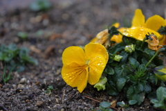 地面に咲く花②