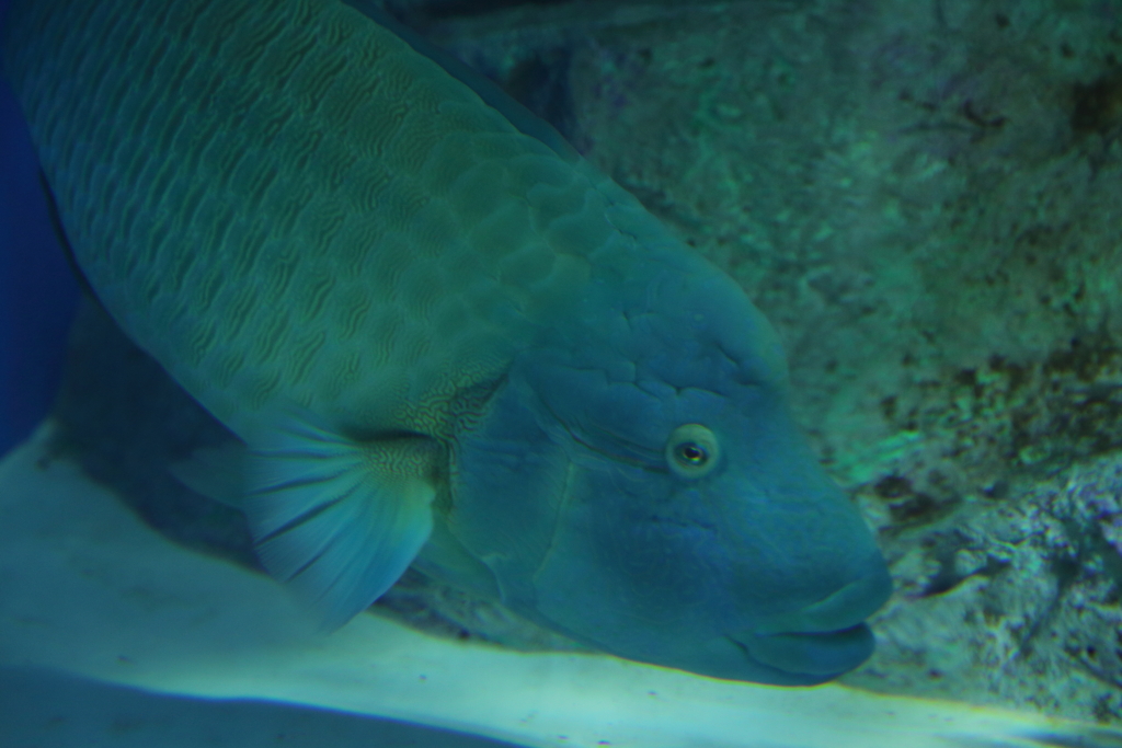 おたる水族館へ行ってきた⑧