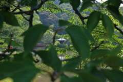 葉の隙間から①