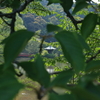 葉の隙間から①