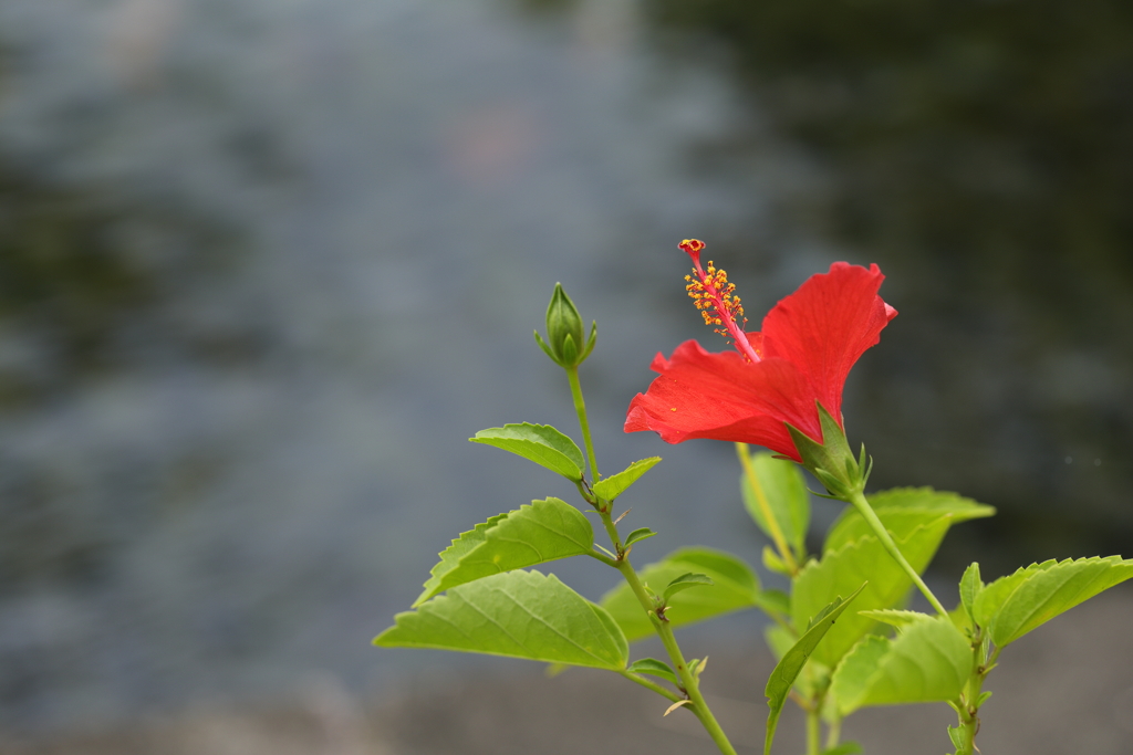 水辺の赤い花