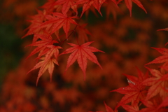 曽木公園②