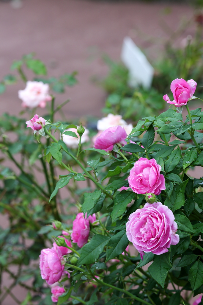 雨上がりの薔薇②