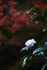 椿の花１輪②