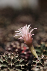 サボテンの花①